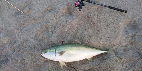 ブリの釣果