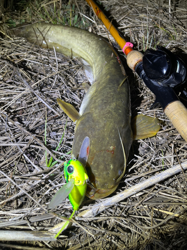 ナマズの釣果