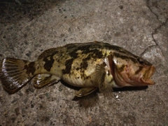 タケノコメバルの釣果