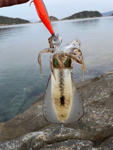 アオリイカの釣果