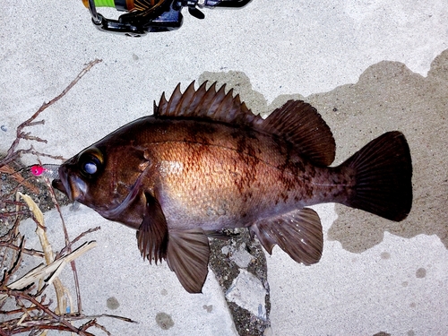 メバルの釣果