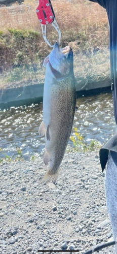 ニジマスの釣果