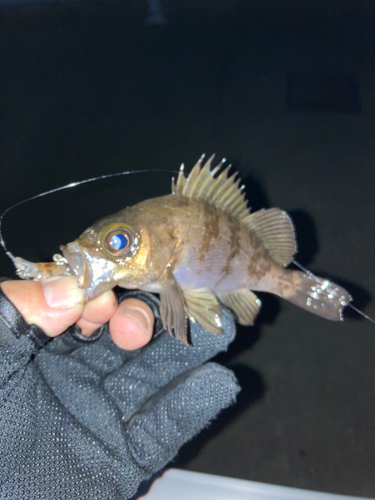 シロメバルの釣果