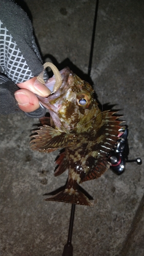 カサゴの釣果