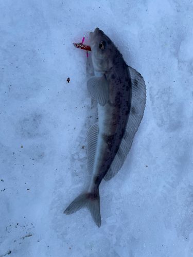 ホッケの釣果