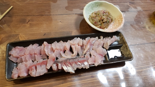 アジの釣果