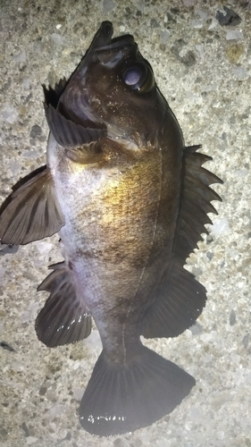 メバルの釣果