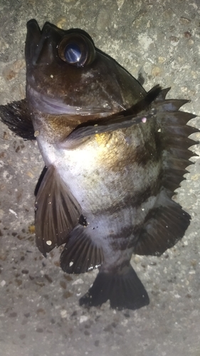 メバルの釣果