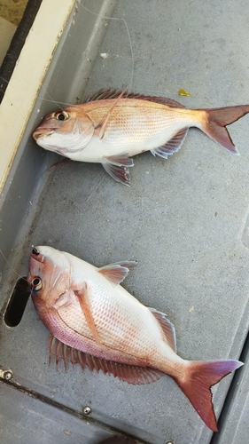 タイの釣果