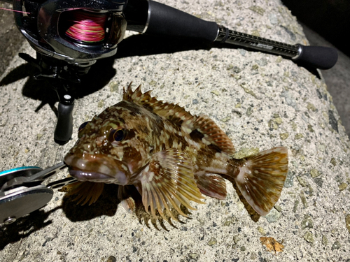 ガシラの釣果