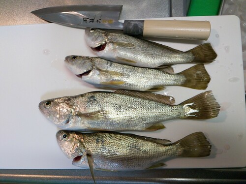 イシモチの釣果