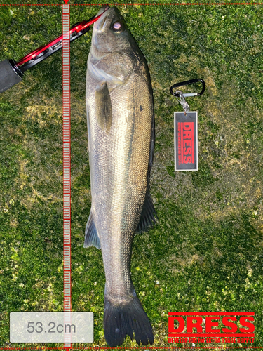 シーバスの釣果