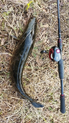 ライギョの釣果