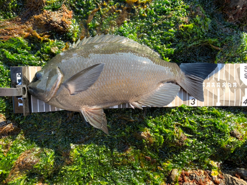 メジナの釣果