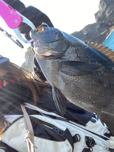 メジナの釣果