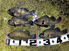 メバルの釣果