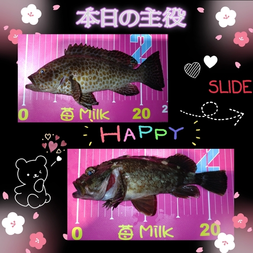 カサゴの釣果