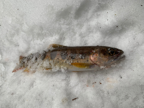 アマゴの釣果