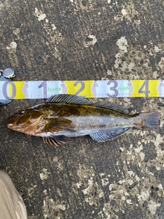 アイナメの釣果