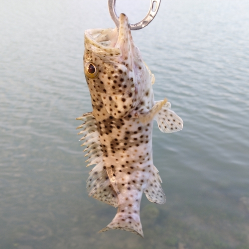 チャイロマルハタの釣果