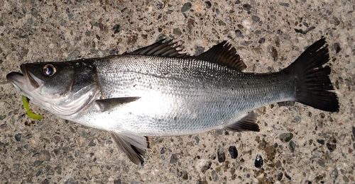 セイゴ（ヒラスズキ）の釣果