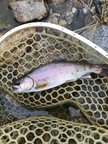 ヤマメの釣果