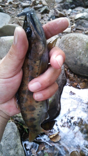 アマゴの釣果