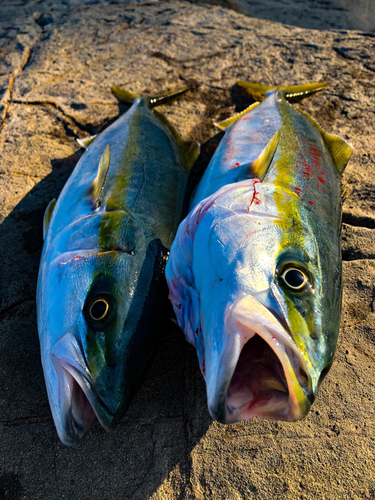 イナダの釣果