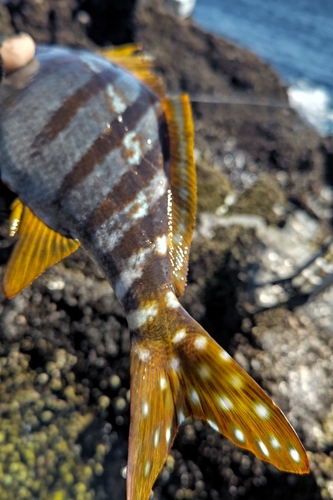 タカノハダイの釣果