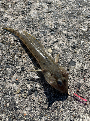 メゴチの釣果