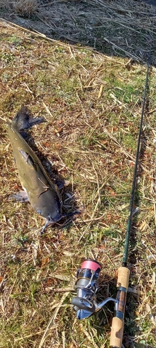 アメリカナマズの釣果