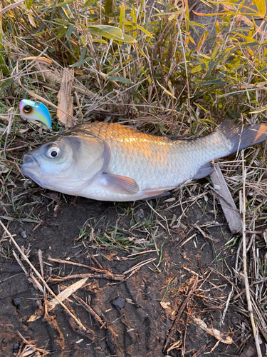 ヘラブナの釣果