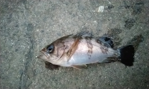 メバルの釣果