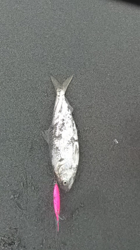 コノシロの釣果