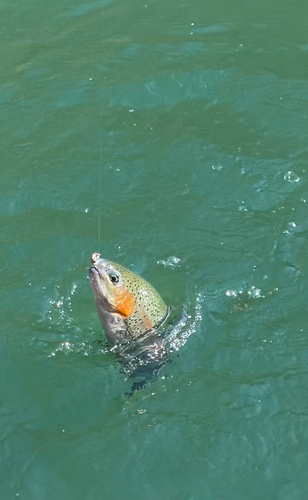 ニジマスの釣果