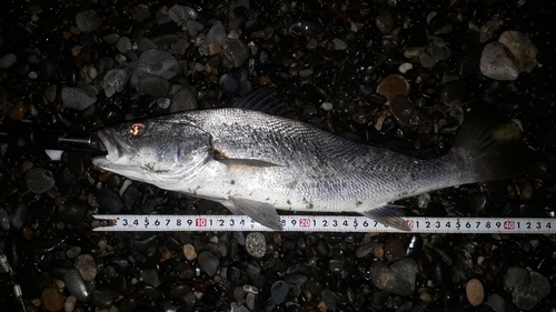 ニベの釣果