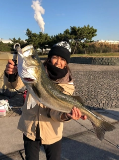 シーバスの釣果