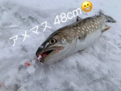 アメマスの釣果