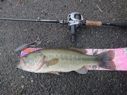 ブラックバスの釣果