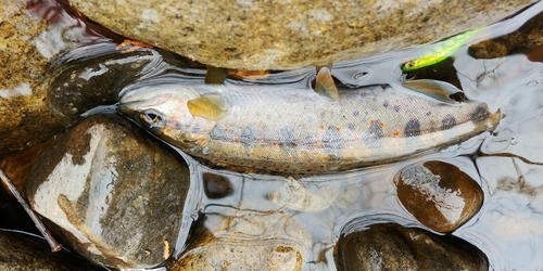 アマゴの釣果