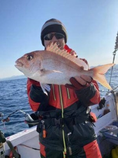 マダイの釣果