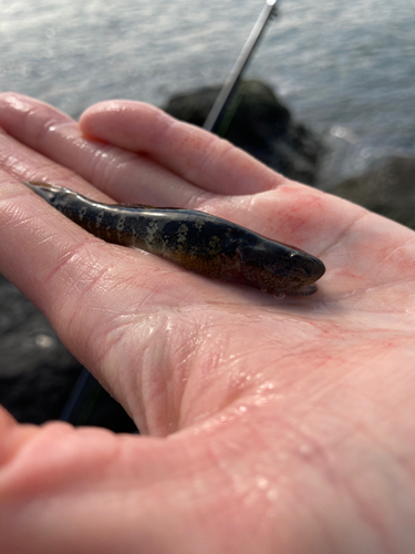 アゴハゼの釣果