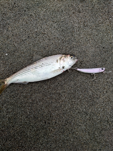 コノシロの釣果