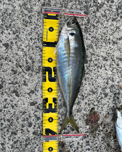 アジの釣果