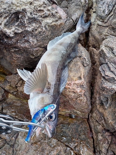 ホッケの釣果