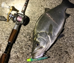 ヒラスズキの釣果