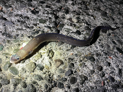 アナゴの釣果