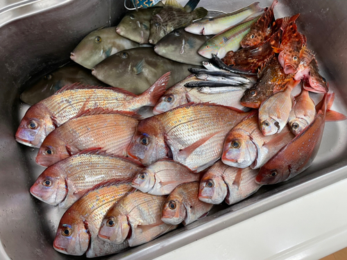 ハナダイの釣果