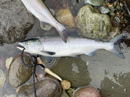 カラフトマスの釣果