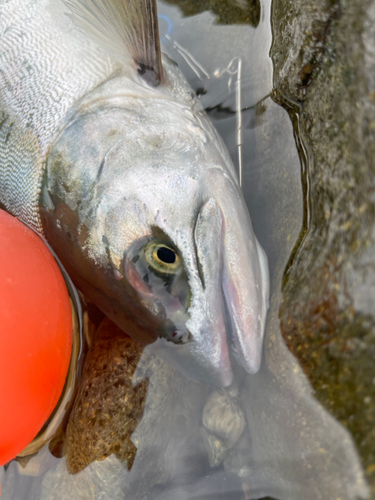 カラフトマスの釣果